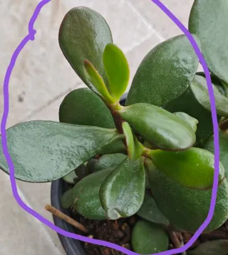 Mix 5 Piante Succulente