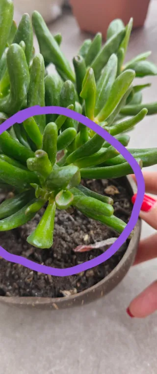 Mix 5 Piante Succulente