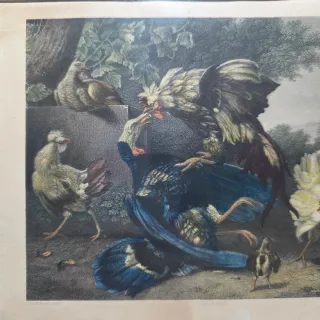 Quadro stampa combattimento tra galli acquarellata