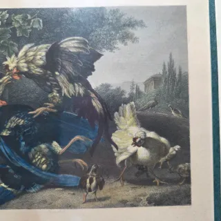 Quadro stampa combattimento tra galli acquarellata