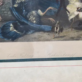 Quadro stampa combattimento tra galli acquarellata
