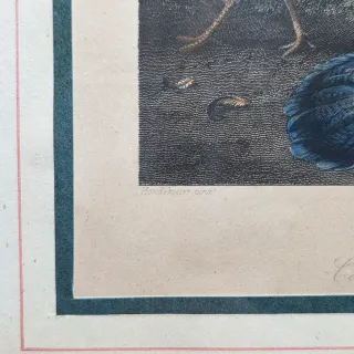 Quadro stampa combattimento tra galli acquarellata