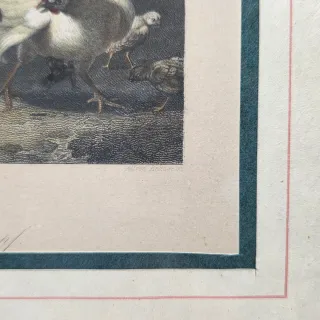 Quadro stampa combattimento tra galli acquarellata