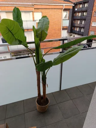 Planta decorativa tropical