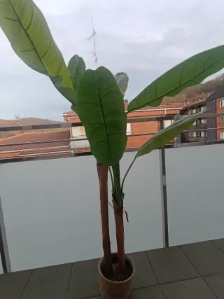 Planta decorativa tropical