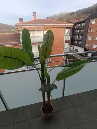 Planta decorativa tropical