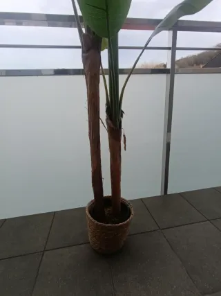 Planta decorativa tropical