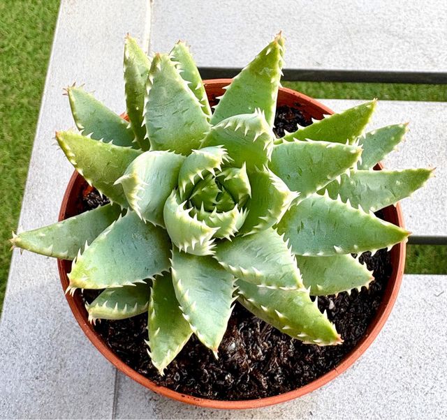 Aloe brevifolia planta suculenta