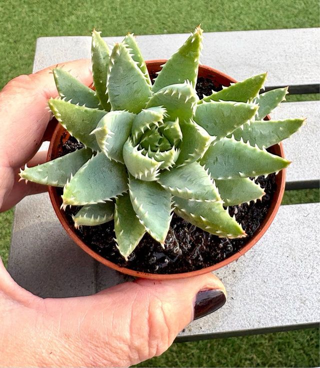 Aloe brevifolia planta suculenta