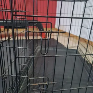 Jaula para perros plegable