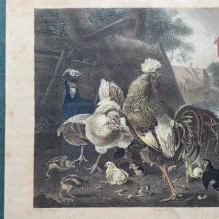 Stampa acquarellata Huber tacchino e pollame