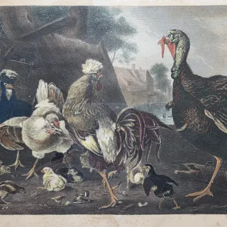 Stampa acquarellata Huber tacchino e pollame