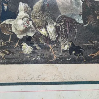 Stampa acquarellata Huber tacchino e pollame