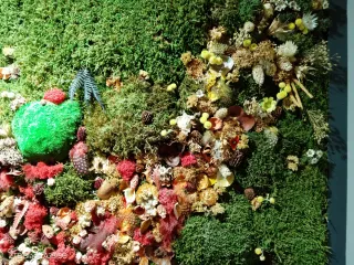 Cuadro decorativo de musgo y plantas preservadas.