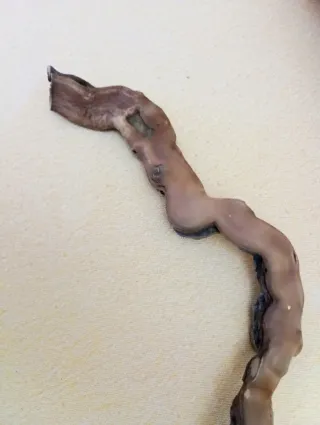 Rama de vid para terrario y acuario decoración