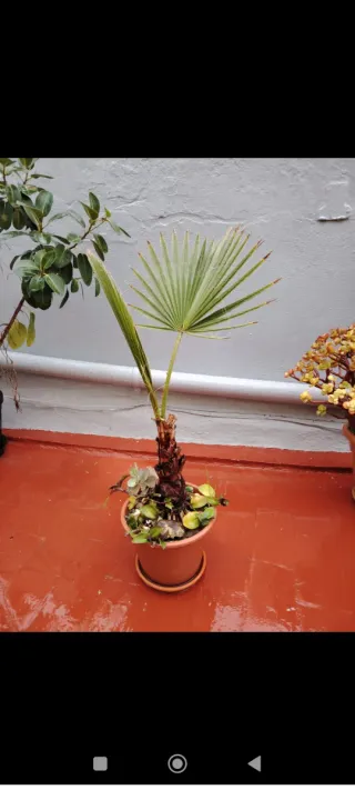 Palmera y suculentas en maceta