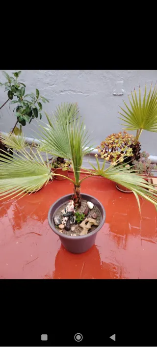 Palmera y suculentas en maceta