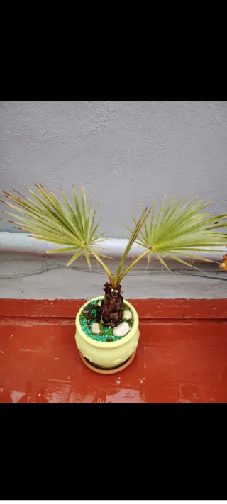 Palmera y suculentas en maceta