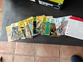 Fichas Safari Colección Animales