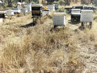 Colmenas Perfección con cuadros y alzas