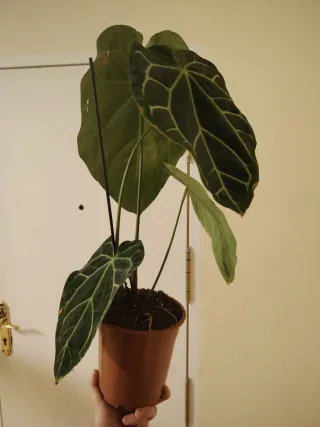 Planta Monstera Thai Constellation