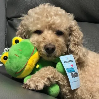 Cuidado y paseo tu perro