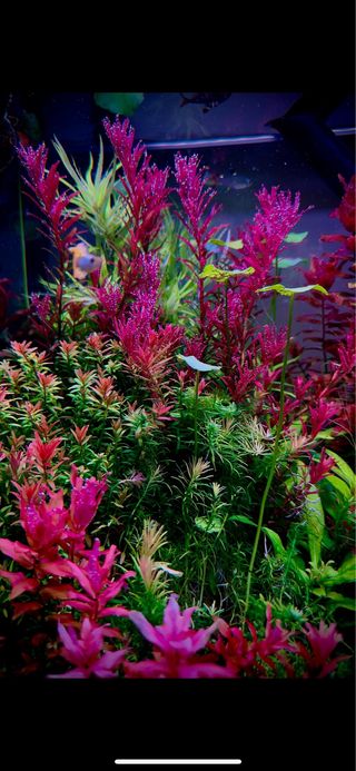 Lote 10 Plantas Acuario Variadas Coloridas