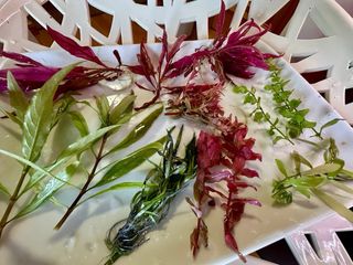 Lote 10 Plantas Acuario Variadas Coloridas