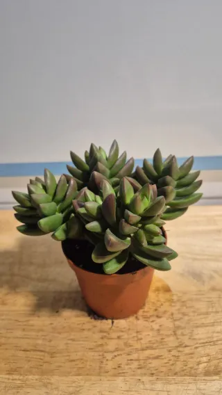 Suculenta Crassula Springtime