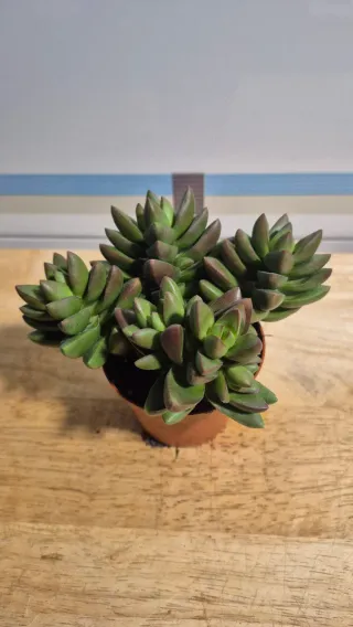 Suculenta Crassula Springtime