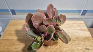 Suculenta Kalanchoe Variegada
