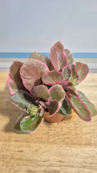 Suculenta Kalanchoe Variegada