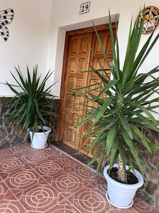 Planta decorativa interior/exterior