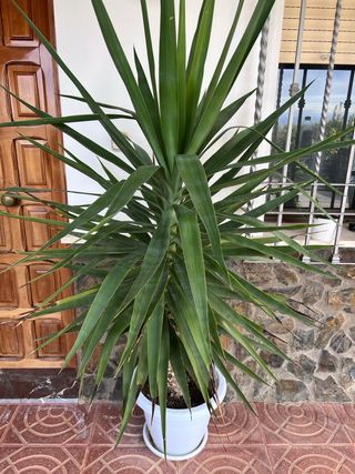 Planta decorativa interior/exterior