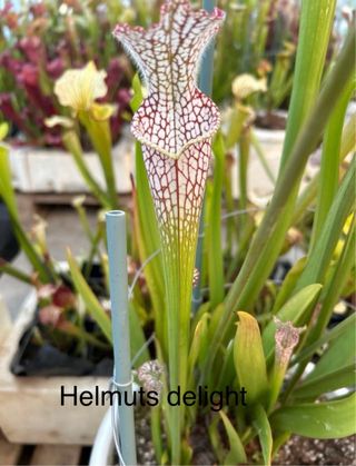 Sarracenia Helmuts Delight.planta carnivora