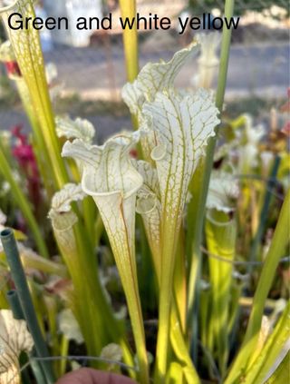 Sarracenia green and white yellow