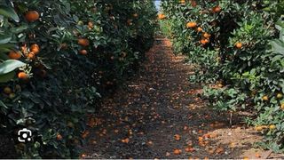 CORTO/PODO ARBOLES A CAMBIO DE LA LEÑA