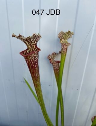 Planta Carnívora Sarracenia 047 JDB