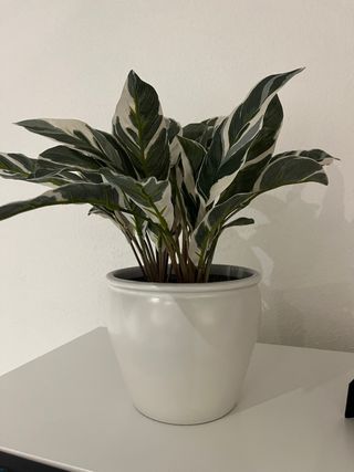 Planta de plástico con maceta blanca