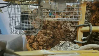 Terrario de cristal para reptiles