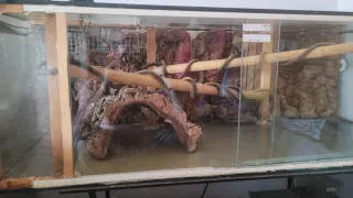 Terrario de cristal para reptiles