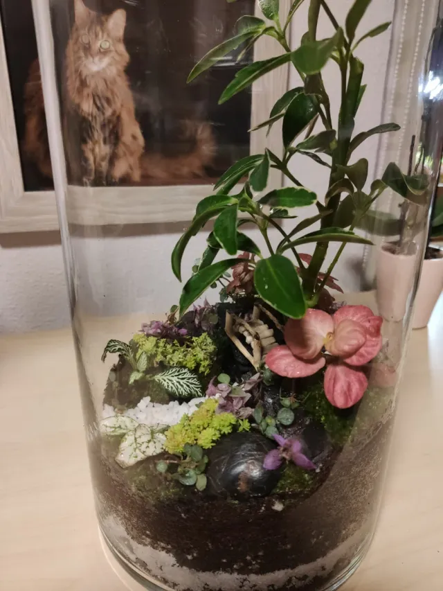 Jardín Eterno Terrario Plantas