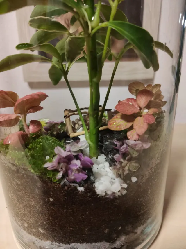 Jardín Eterno Terrario Plantas