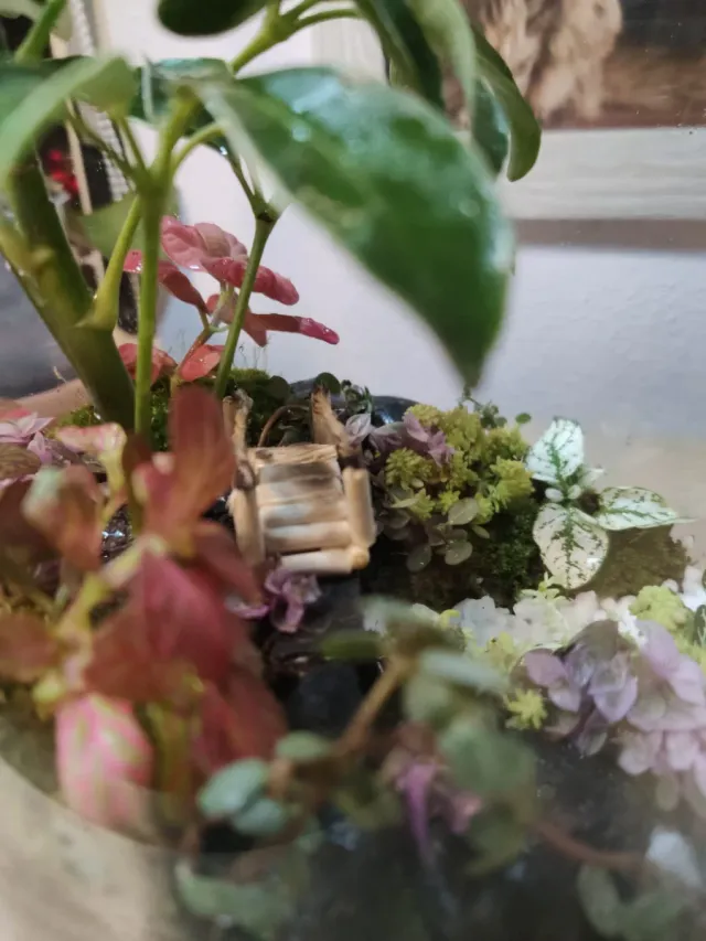 Jardín Eterno Terrario Plantas