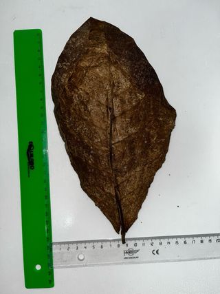 100 Hojas de Catappa para Acuario