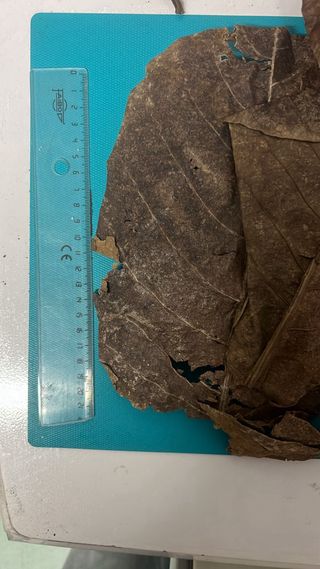 100 Hojas de Catappa para Acuario