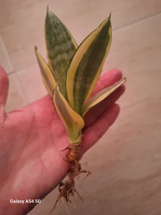 Sansevieria Triasciata Hahnii