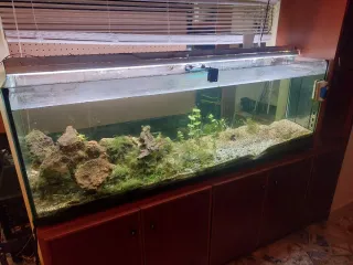 Vendo acquario completo di arredi, come da foto.