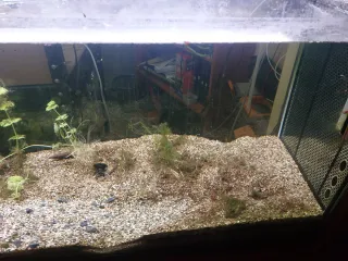 Vendo acquario completo di arredi, come da foto.