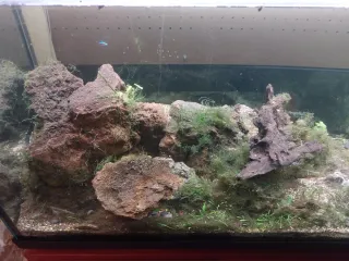 Vendo acquario completo di arredi, come da foto.